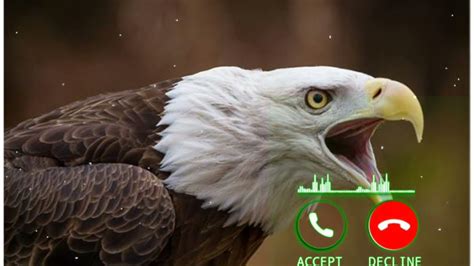 eagle ringtone